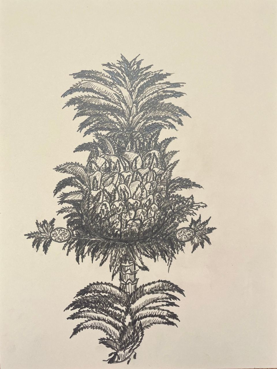 Ananas